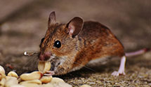 24 Hour & Emergency Exterminators in Cherry Run, WV